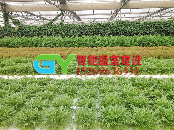 無土栽培設(shè)施